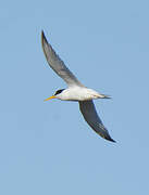 Little Tern