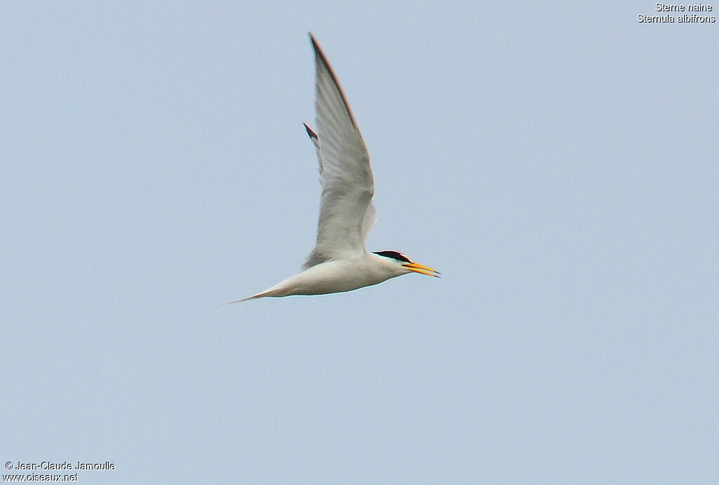 Little Tern, Flight