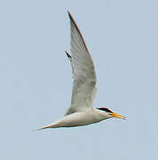 Little Tern