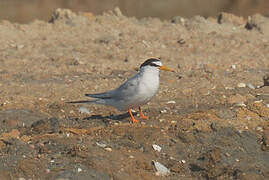 Little Tern