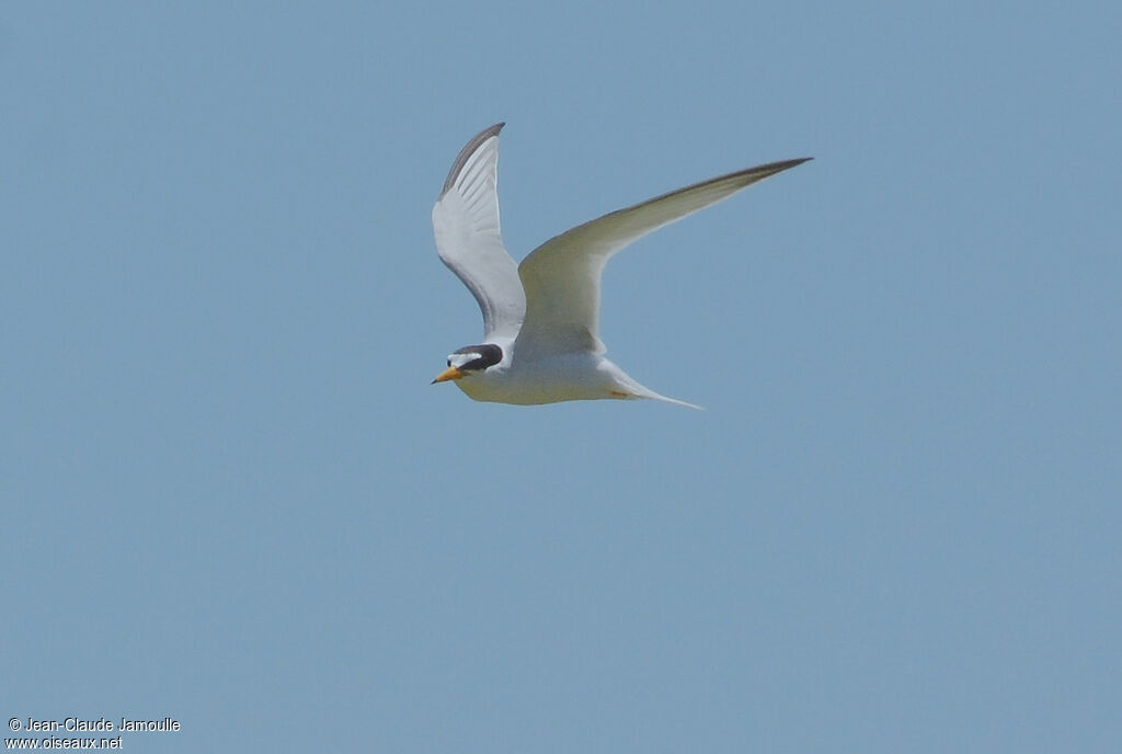 Little Tern, Flight