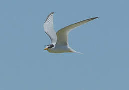 Little Tern