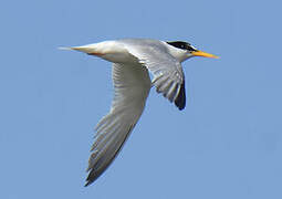 Little Tern