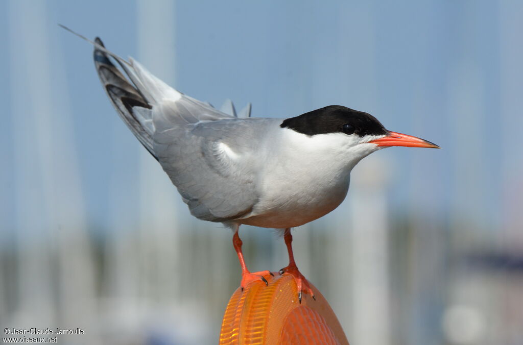 Common Tern, identification