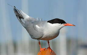 Common Tern