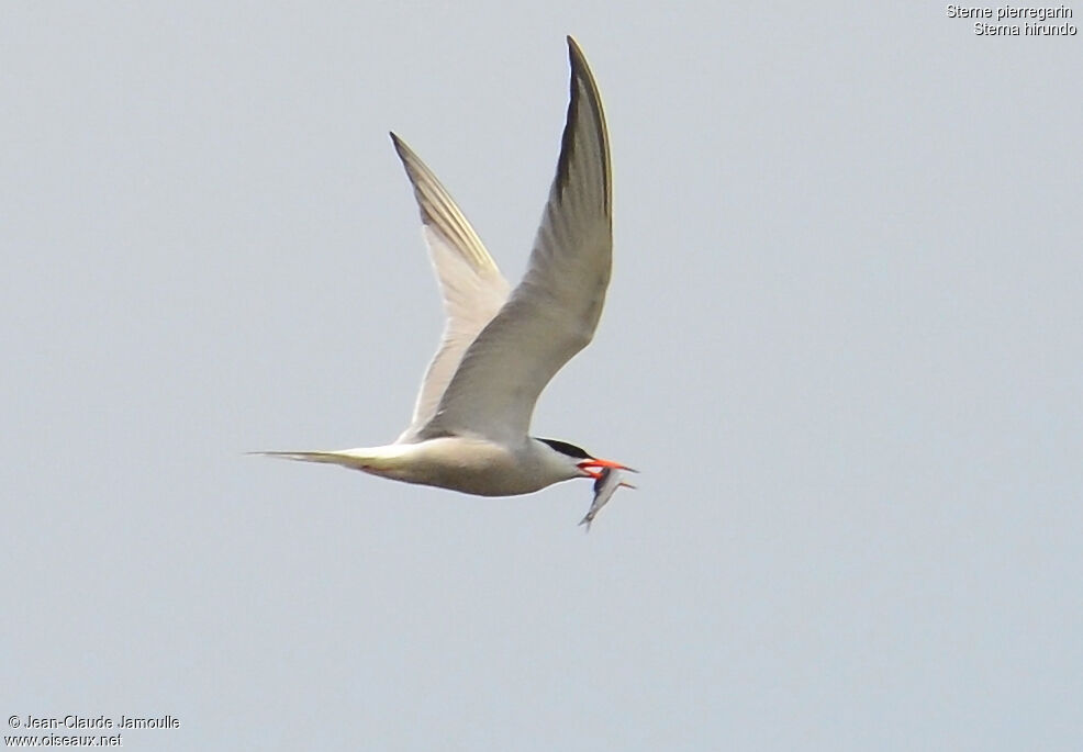 Common Tern, Flight, feeding habits