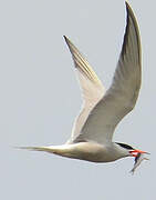 Common Tern