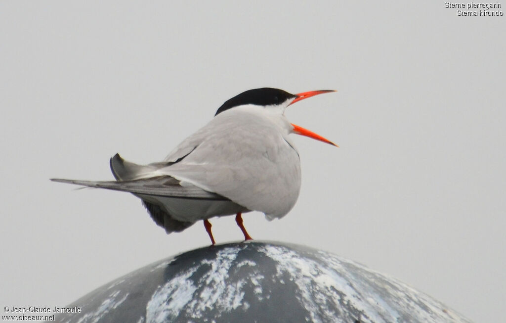 Common Ternjuvenile, Behaviour