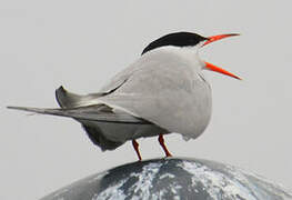 Common Tern