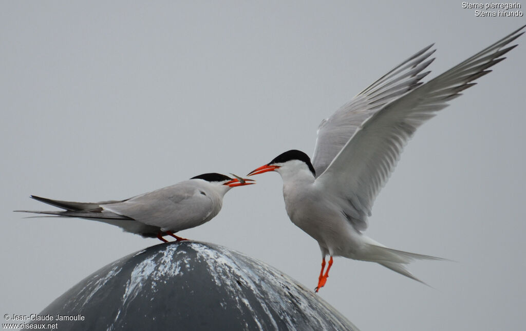 Common Ternadult, feeding habits, Behaviour