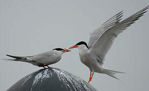 Common Tern