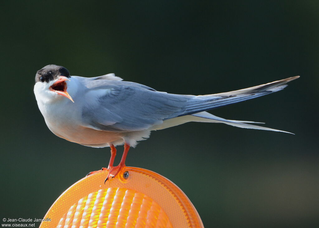 Common Tern, song