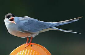 Common Tern