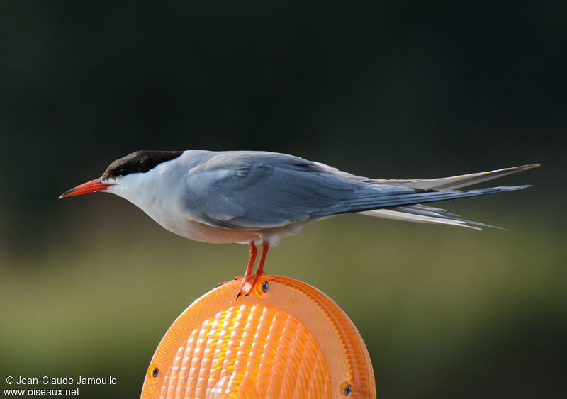 Common Tern, identification