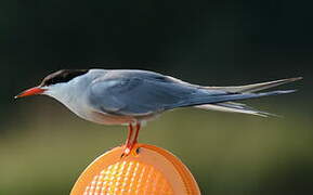 Common Tern