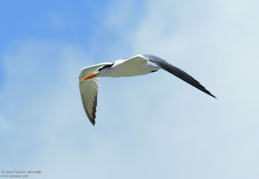 Royal Tern