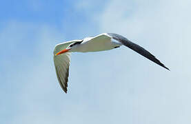 Royal Tern