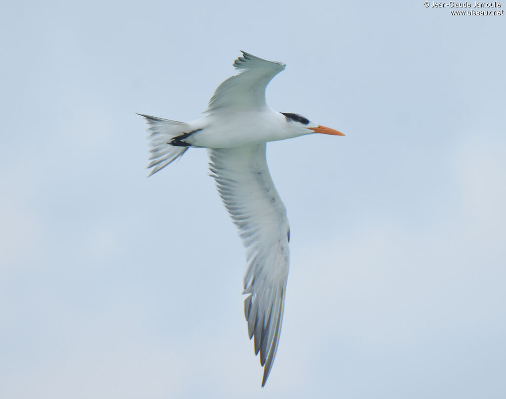 Royal Tern