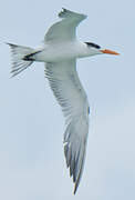 Royal Tern