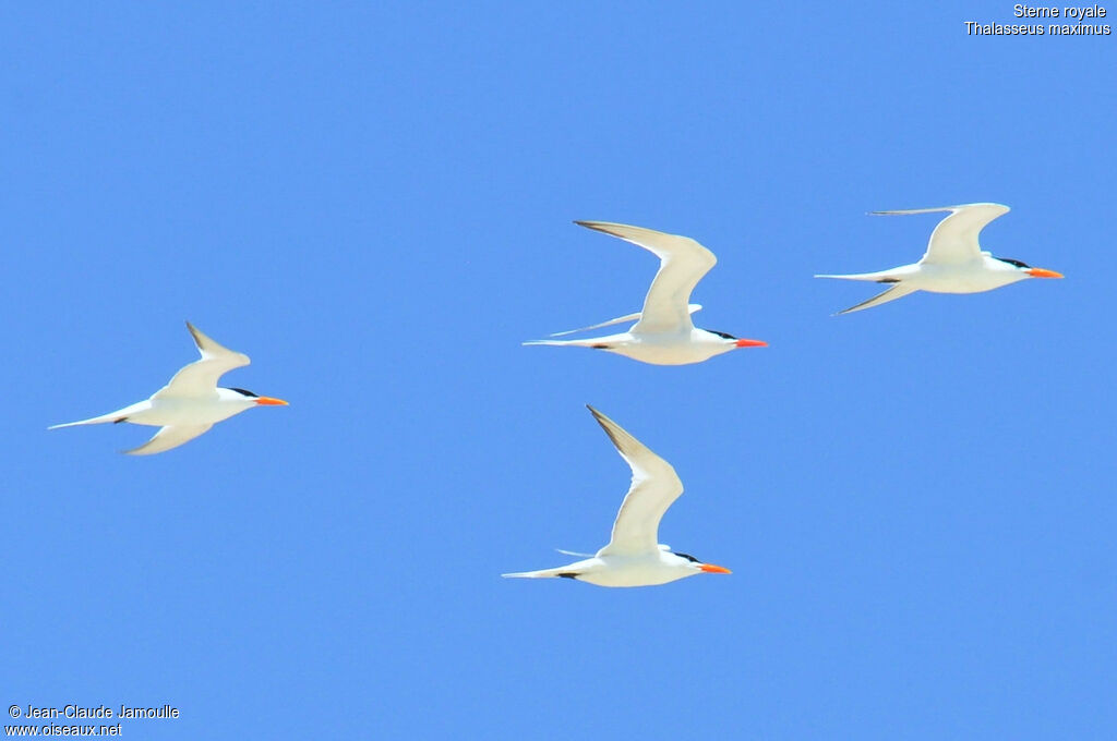 Royal Tern, Flight