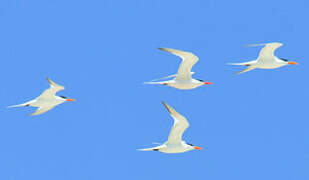 Royal Tern