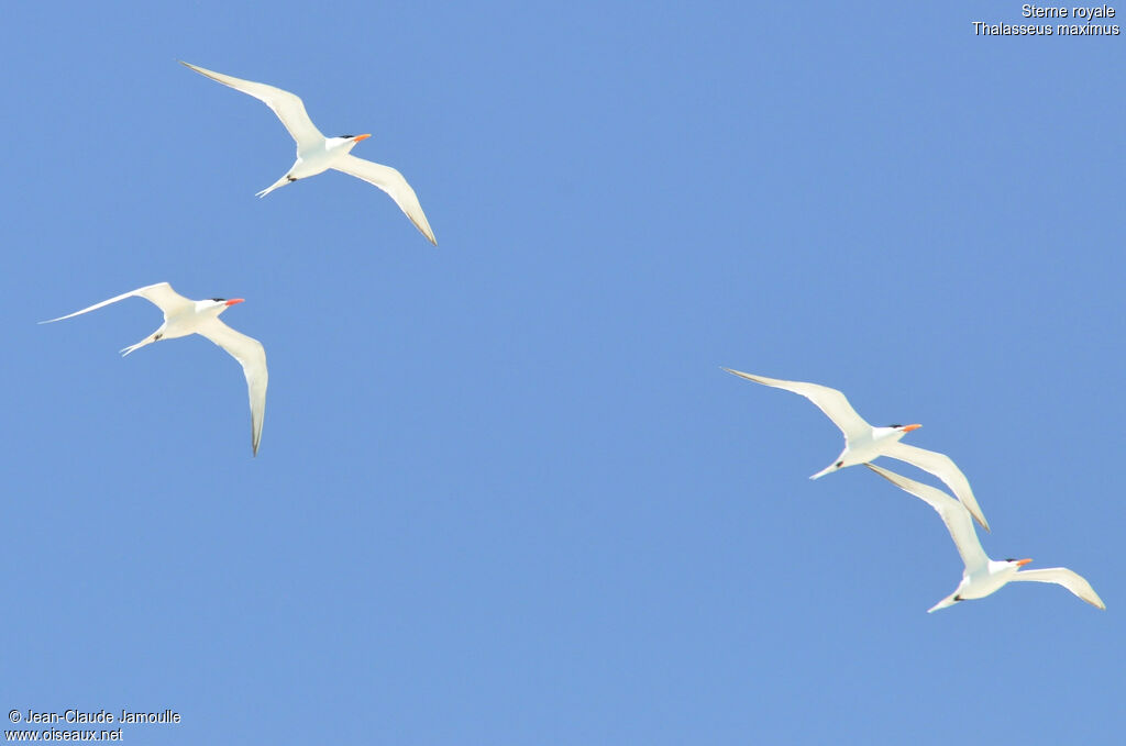 Royal Tern, Flight