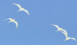 Royal Tern