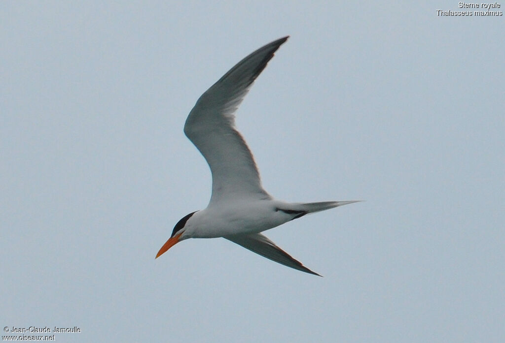 Royal Tern