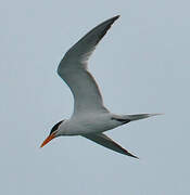 Royal Tern