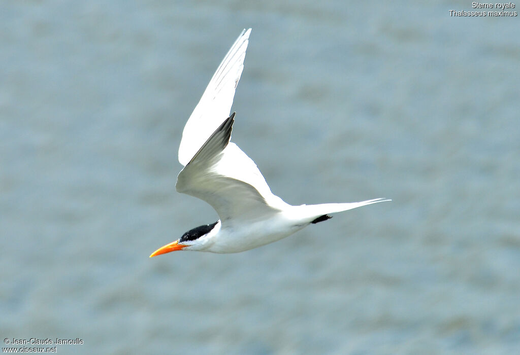 Royal Tern, Flight