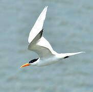 Royal Tern