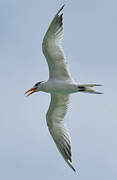 Royal Tern