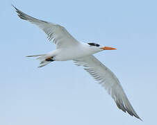 Royal Tern