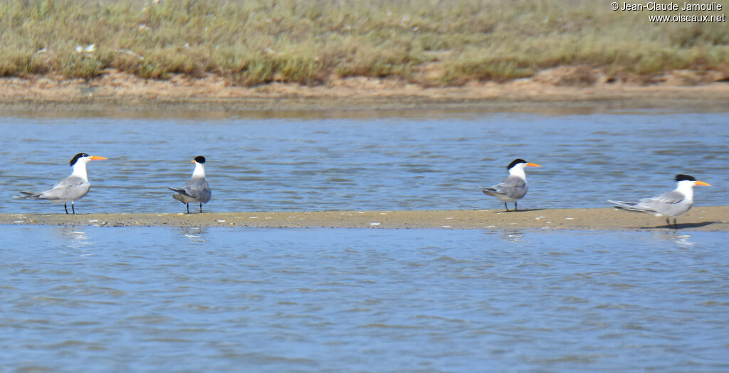 Lesser Crested Tern