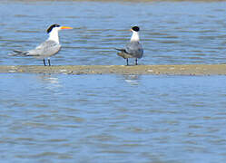 Lesser Crested Tern