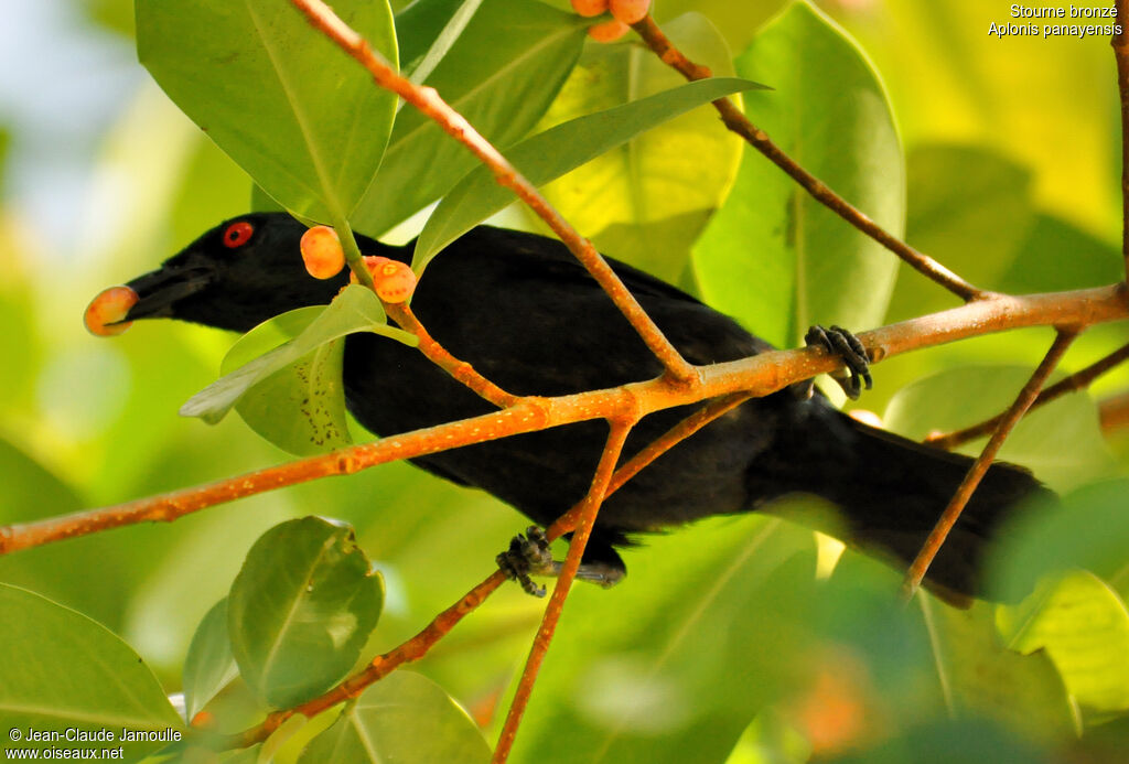 Asian Glossy Starlingadult, feeding habits