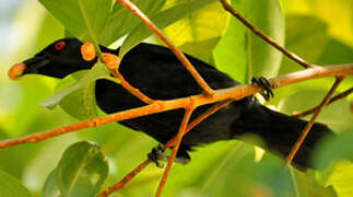 Asian Glossy Starling