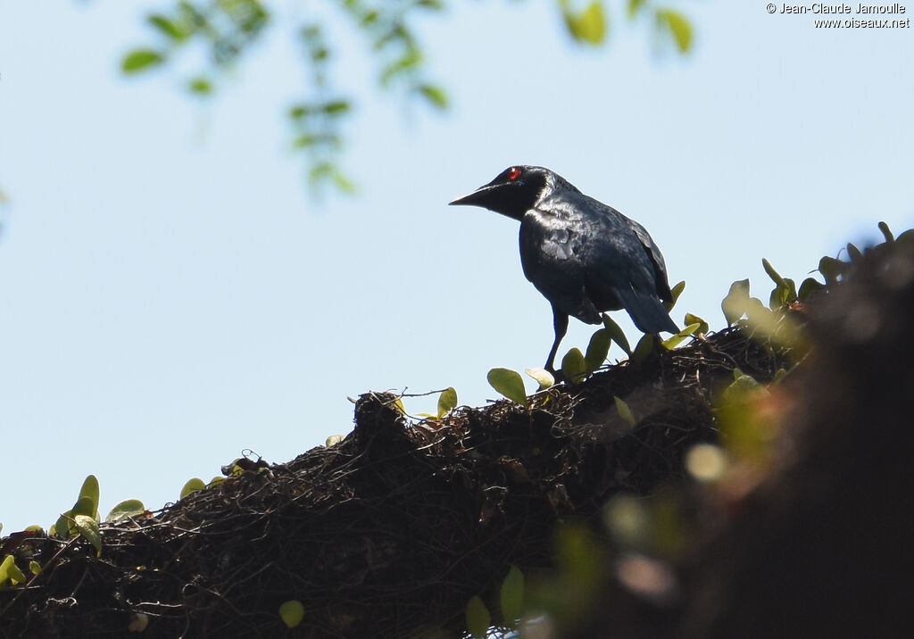 Asian Glossy Starling