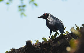 Asian Glossy Starling