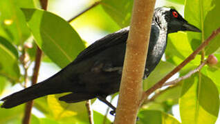 Asian Glossy Starling