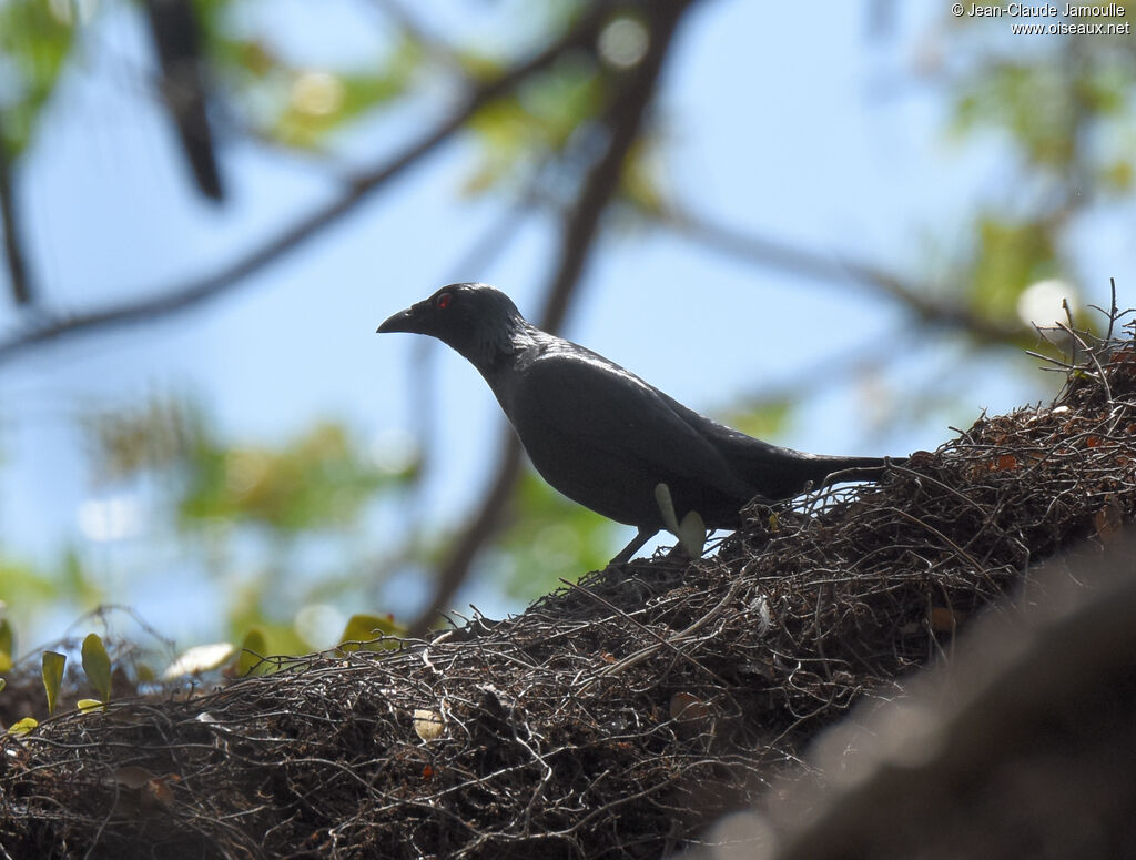 Asian Glossy Starling