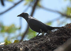 Asian Glossy Starling