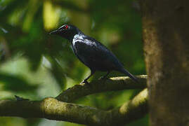 Asian Glossy Starling