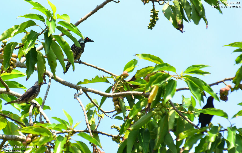 Asian Glossy Starlingimmature, feeding habits, Behaviour