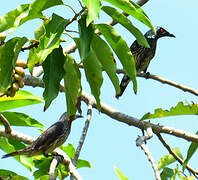 Asian Glossy Starling