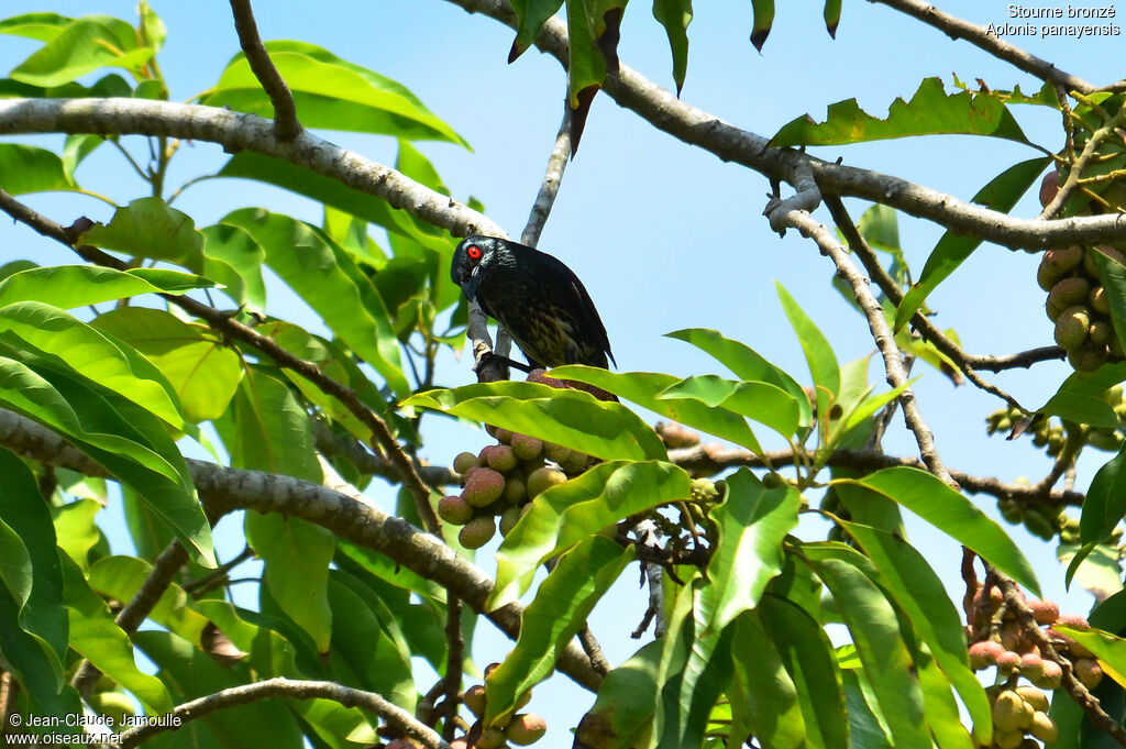 Asian Glossy Starlingimmature, feeding habits, Behaviour