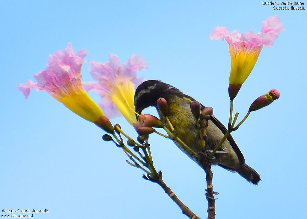 Bananaquit