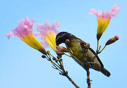 Bananaquit