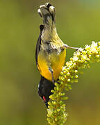 Bananaquit