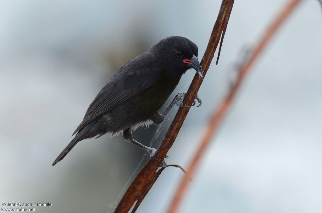 Bananaquit, feeding habits